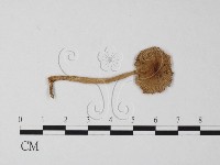 登錄號:F0004375藏品圖，第1張