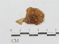 紅菇屬藏品圖，第3張
