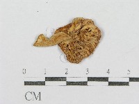 紅菇屬藏品圖，第4張