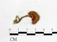 登錄號:F0004381藏品圖，第1張