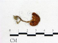 登錄號:F0004381藏品圖，第3張