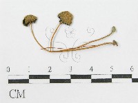 登錄號:F0004382藏品圖，第3張