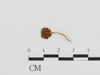 登錄號:F0004383藏品圖，第3張