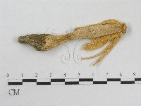 登錄號:F0004385藏品圖，第1張