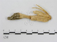 登錄號:F0004385藏品圖，第3張