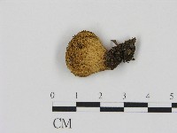 登錄號:F0004389藏品圖，第1張