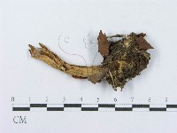 登錄號:F0004390藏品圖，第1張