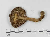 登錄號:F0004391藏品圖，第1張