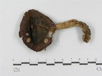 登錄號:F0004391藏品圖，第3張