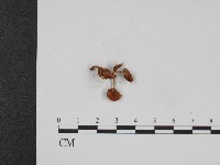 登錄號:F0004392藏品圖，第1張