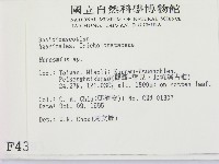 小皮傘屬藏品圖，第2張