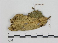 小皮傘屬藏品圖，第1張