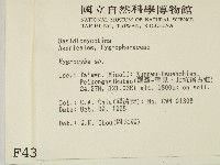 濕傘屬藏品圖，第2張