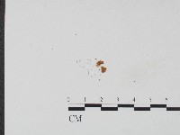 濕傘屬藏品圖，第3張