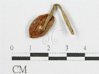 登錄號:F0004395藏品圖，第1張