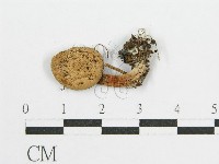 登錄號:F0004396藏品圖，第1張