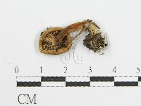 登錄號:F0004396藏品圖，第3張