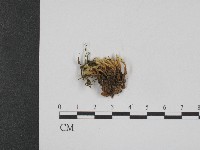 登錄號:F0004398藏品圖，第3張