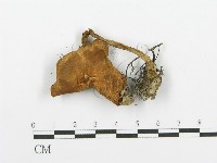 登錄號:F0004399藏品圖，第3張