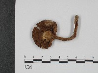 登錄號:F0004401藏品圖，第3張