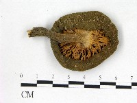 登錄號:F0004403藏品圖，第4張