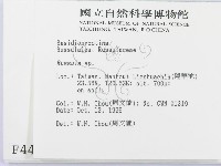 紅菇屬藏品圖，第2張