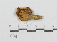 紅菇屬藏品圖，第3張