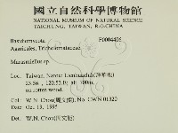 微皮傘屬藏品圖，第2張