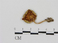 微皮傘屬藏品圖，第3張