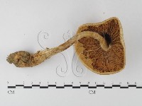 登錄號:F0004408藏品圖，第3張