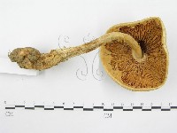 登錄號:F0004408藏品圖，第4張