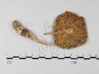 登錄號:F0004409藏品圖，第1張