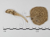 登錄號:F0004409藏品圖，第4張