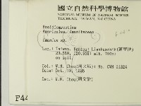 鵝膏屬藏品圖，第2張