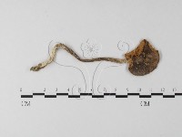登錄號:F0004411藏品圖，第1張