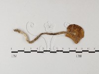 登錄號:F0004411藏品圖，第3張