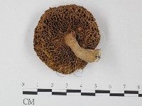 登錄號:F0004412藏品圖，第1張