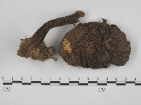 登錄號:F0004413藏品圖，第1張