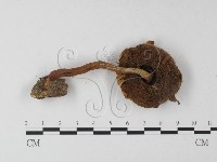 登錄號:F0004414藏品圖，第4張