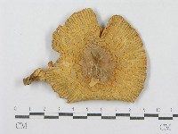 登錄號:F0004415藏品圖，第1張