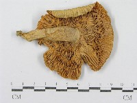 登錄號:F0004415藏品圖，第3張