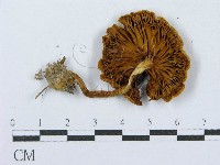登錄號:F0004419藏品圖，第1張