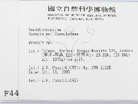 紅菇屬藏品圖，第2張