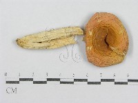 紅菇屬藏品圖，第1張