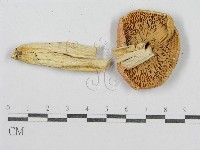 紅菇屬藏品圖，第3張