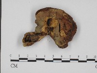 登錄號:F0004422藏品圖，第3張