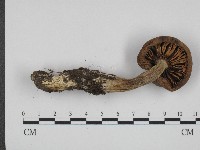 登錄號:F0004423藏品圖，第3張