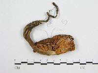 登錄號:F0004424藏品圖，第1張