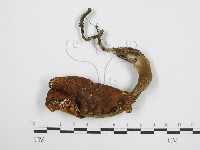 登錄號:F0004424藏品圖，第3張