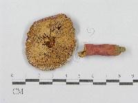 紅菇屬藏品圖，第3張